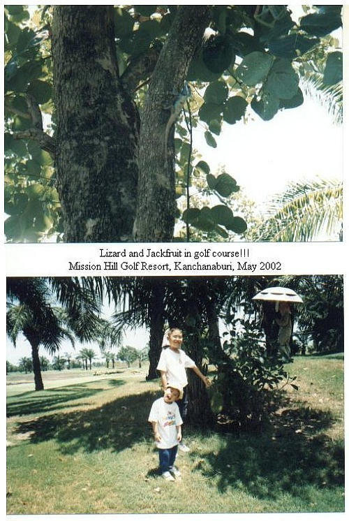 Lizard and Jackfruit in golf course