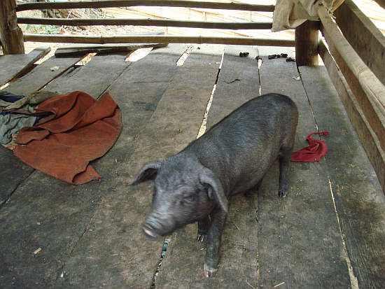 A penned pig