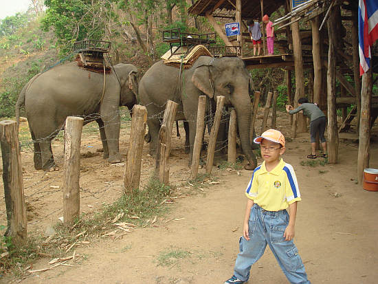 elephant ride