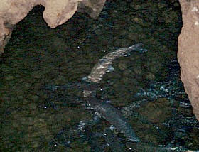 fish in the cave