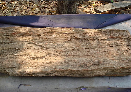 Inside a piece of petrified wood