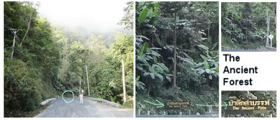 Ancient Forest, Doi Phuka