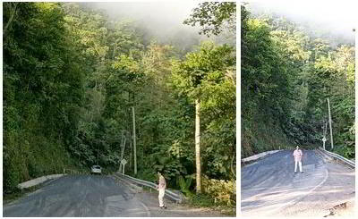 Ancient Forest, Doi Phuka